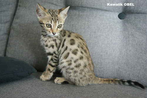 chaton bengal brown
